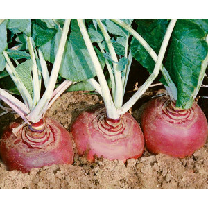 RUTABAGA Helenor