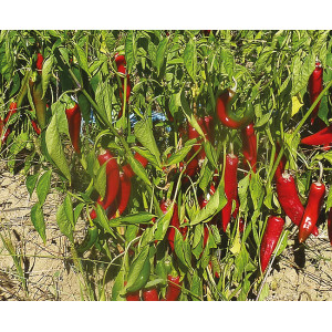 PIMENT  Sucette De Provence