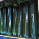 COURGETTE verte Canella F1