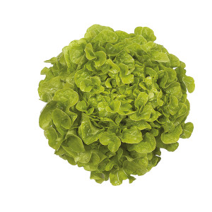 LAITUE FDC verte de PC  Kirinia