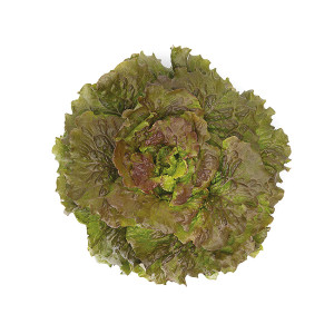 LAITUE Batavia rouge PC  Marinski