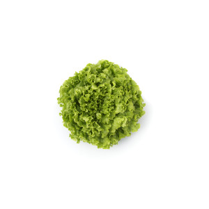 LAITUE Batavia d'abri  Nolanie