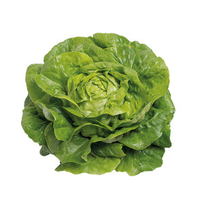 LAITUE Pommée verte de PC  Analotta