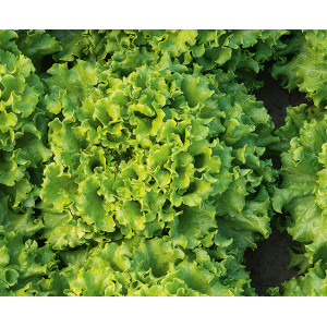 LAITUE Batavia de PC Agribel