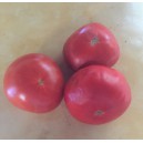 TOMATE Charnue de Huy  (Qualité Premium)