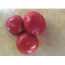TOMATE Charnue de Huy