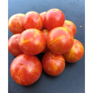 TOMATE Jan's (Qualité Premium)