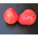 TOMATE CdB Yasha Yougoslavian (Qualité Premium)