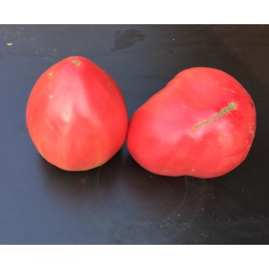 TOMATE CdB Yasha Yougoslavian (Qualité Premium)