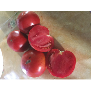 TOMATE Améliorée de Montlhery (Qualité Premium)