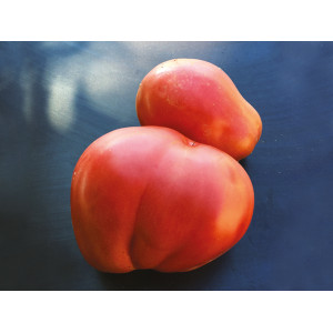 TOMATE New Zeland Pear (Qualité Premium)