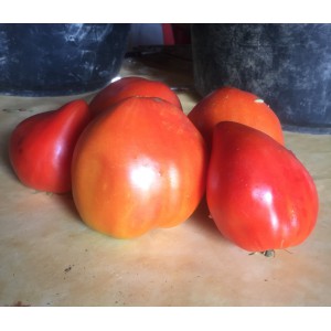 TOMATE Cœur de Bœuf Reif Red (Qualité Premium)