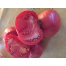 TOMATE Napoli Ischia (Qualité Premium)