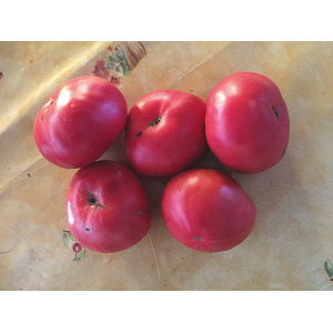 TOMATE Napoli Ischia (Qualité Premium)