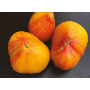 TOMATE hawaiian Pineapple