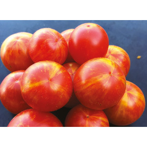 TOMATE Jan's