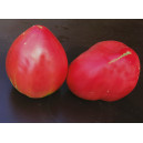 TOMATE CdB Yasha Yougoslavian
