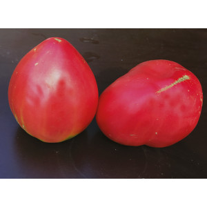 TOMATE CdB Yasha Yougoslavian