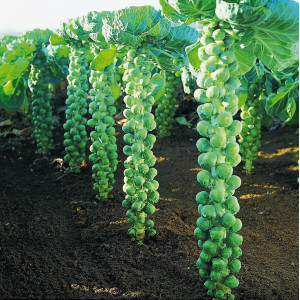 CHOU de Bruxelles Igor F1