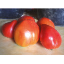 TOMATE Cœur de Bœuf Reif Red