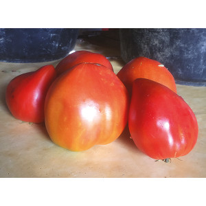 TOMATE Cœur de Bœuf Reif Red