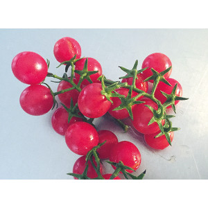 TOMATE Ambrosia