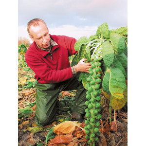 CHOU de Bruxelles Doric F1