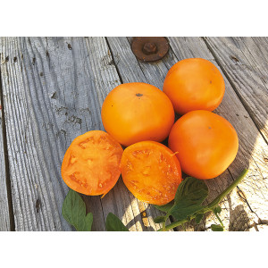 TOMATE Orange Dad's sunset (Qualité Premium)