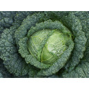 CHOU de Milan Melissa F1