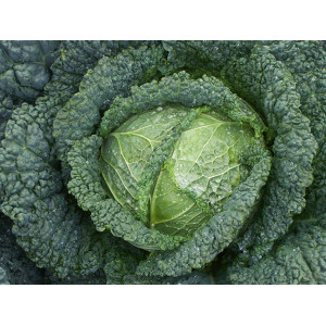 CHOU de Milan Melissa F1