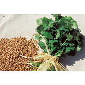 CORIANDRE à Petites Graines