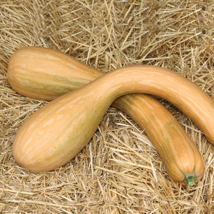 COURGE Longue de Nice