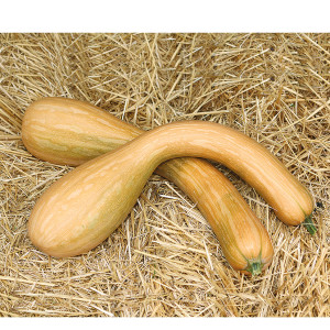 COURGE Longue de Nice