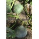 Graine bio COURGE Blue Ballet 