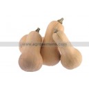 Graine bio COURGE Butternut 