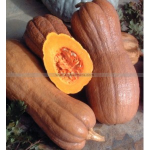 COURGE Violina