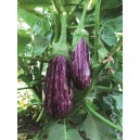 AUBERGINE  Annina F1