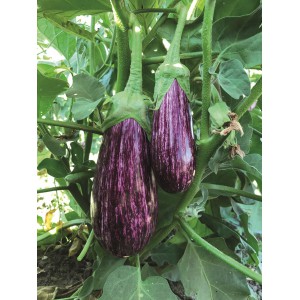 AUBERGINE  Annina F1