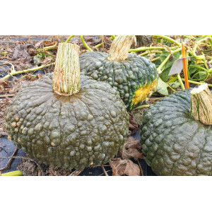 COURGE Marina di Chioggia