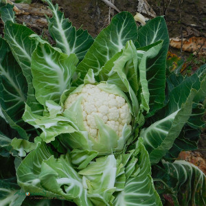 CHOU-FLEUR Balthazar