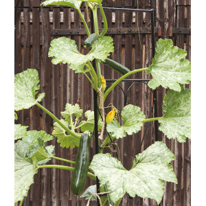 COURGETTE Ola escaladora