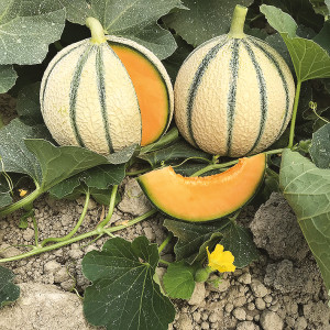 MELON Makeba F1