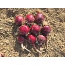 OIGNON ROUGE RedLander F1