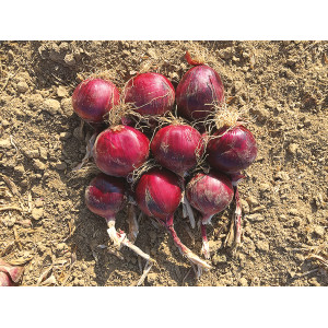 OIGNON ROUGE RedLander F1