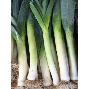 POIREAU D'HIVER Armor