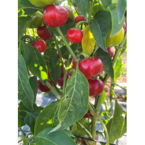 POIVRON Mini bell red