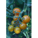 TOMATE Figiel