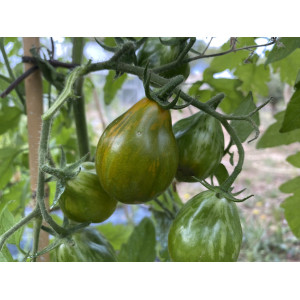 TOMATE Michael Pollan