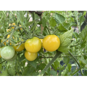 TOMATE Snowberry