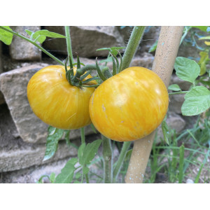TOMATE Big yellow zebra